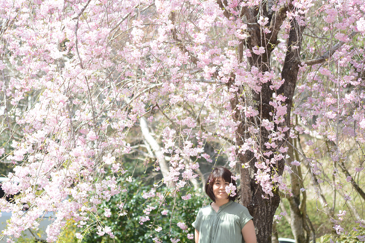 桜と写真撮影